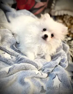 Фото №2 к объявлению №146675 о продаже померанского шпица - купить в Беларуси частное объявление