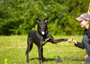 Фото №1. беспородная - купить в Электросталь за 100₽. Объявление №151420