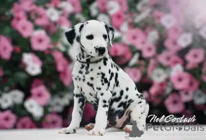 Дополнительные фото: Изысканные Dalmatian Puppies Champion Champion Bloselines, готовые к любящим