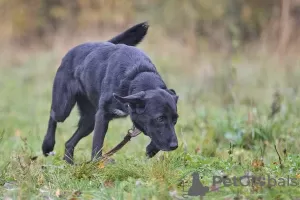 Дополнительные фото: Веста ищет любящих родителей.