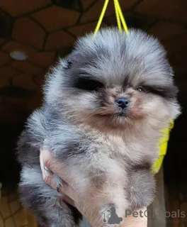 Дополнительные фото: Pomeranski Mini Shpic Pomeranian Spitz Померанские Мини шпицы