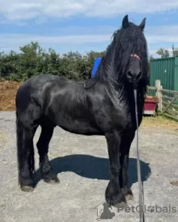 Дополнительные фото: horse needs a new home