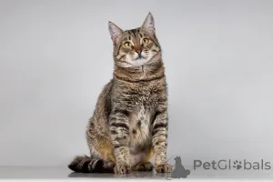 Фото №1.  - купить в Химках за Бесплатно. Объявление №166044