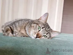 Дополнительные фото: Полосатый молодой котик Кузя ищет дом