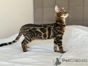 Дополнительные фото: Шикарный Бенгальский мальчик в разведение