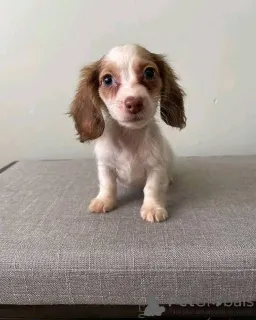 Фото №3. Доступен ветеринарный осмотр. Современная вакцинация от глистов. Игривый с.  Германия