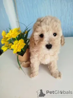 Фото №3. Щенки той-пуделя абрикосового окраса.  Сербия