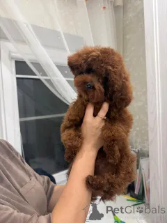 Фото №2 к объявлению №155082 о продаже пуделя (карликового) - купить в России 