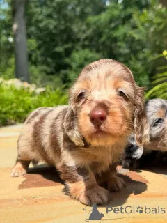 Фото №1. такса - купить в Дублин за договорная. Объявление №160275