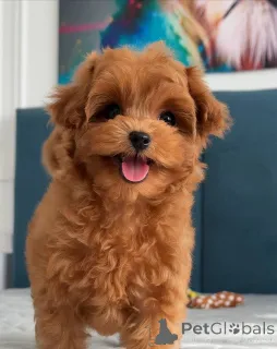 Фото №1. мальтийская болонка - купить в Амстердам за 102044₽. Объявление №163962