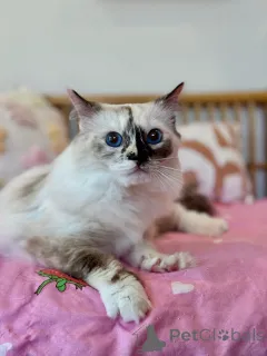 Фото №2 к объявлению №155569 о продаже рэгдолл - купить в Швейцарии частное объявление