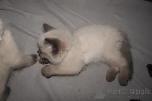 Дополнительные фото: RagDolls для продажи