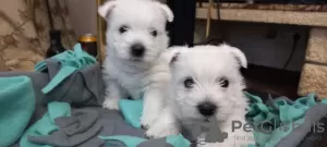 Дополнительные фото: Продаются щенки лучших представителей своей породы West Highland White Terrier