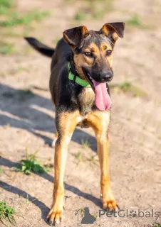 Дополнительные фото: Активная красавица Ива ищет любящую семью!