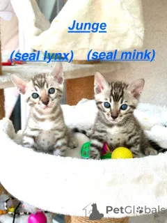 Фото №2 к объявлению №146423 о продаже  - купить в Германии заводчик