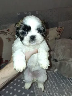 Дополнительные фото: Идеальные чистокровные щенки Ши-Тцу.