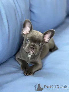 Фото №2 к объявлению №157877 о продаже французского бульдога - купить в Германии из приюта, заводчик