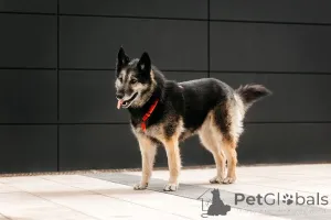 Дополнительные фото: Крис собака с огромным сердцем и тихой надеждой.
