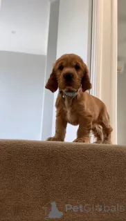 Фото №2 к объявлению №166700 о продаже английского кокер-спаниеля - купить в Финляндии частное объявление