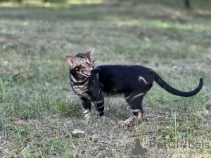 Дополнительные фото: Бенгальская кошка мраморного окраса в разведение