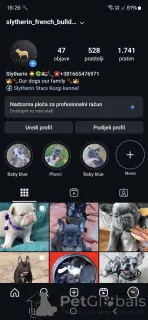 Дополнительные фото: Розовый карамель французский бульдог