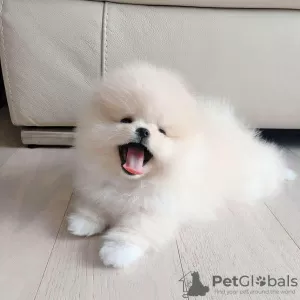 Фото №3. Adorable Pomeranian puppies.  Саудовская Аравия