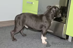 Дополнительные фото: Шикарные Щенки American Bully