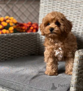 Фото №1. мальтипу - купить в Алсдорф за 51022₽. Объявление №157764