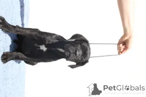 Фото №1. кане-корсо - купить в Buzău за 157704₽. Объявление №140502