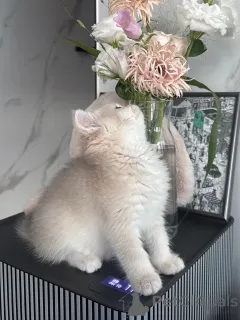 Фото №3. Красивые кремовые британские короткошерстные котята ищут навсегда дом. Германия