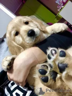 Фото №1. золотистый ретривер - купить в Металл за договорная. Объявление №159672