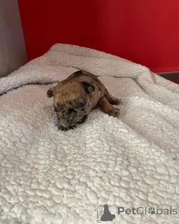 Фото №2 к объявлению №163038 о продаже французского бульдога - купить в Франции частное объявление, из приюта