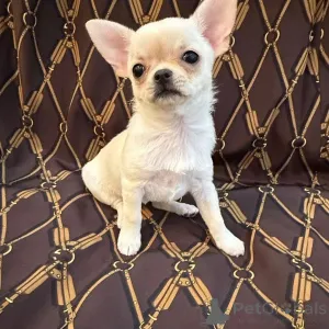 Фото №1. чихуахуа - купить в Йена за договорная. Объявление №152893