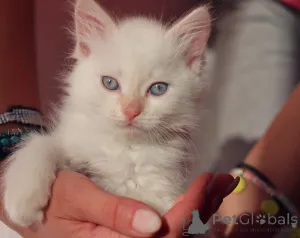 Дополнительные фото: Замечательные котята готовы к передаче новым владельцам по исполнению 2