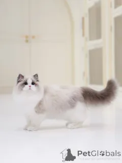 Фото №3. Мягкий, как шелк, и сладкий, как солнечный свет, Оливер это тот тип Рэгдолла,. Швейцария