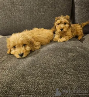 Фото №4. Продажа английского кокер-спаниеля в Bleialf частное объявление - цена 35251₽