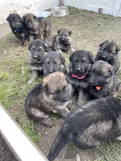 Фото №1.  - купить в Long Beach за Бесплатно. Объявление №139136