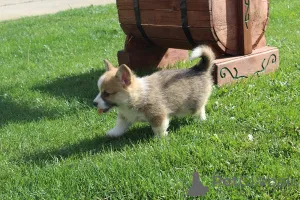 Дополнительные фото: Вельш-корги - пемброк