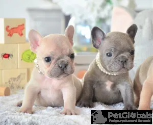 Фото №3. Beautiful French bulldog puppies Business WhatsApp 37256348129.  Финляндия