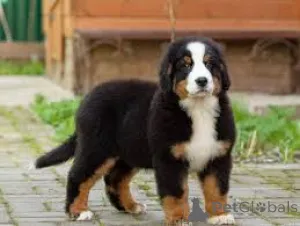 Фото №2 к объявлению №167628 о продаже бернского зенненхунда - купить в Германии частное объявление, заводчик