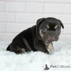 Дополнительные фото: Продаются щенки французского бульдога