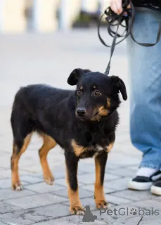 Дополнительные фото: Милая собака небольшого размера