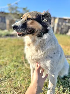 Фото №3. Ищем дом для Санты, собаки светлой души.  Россия