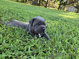 Дополнительные фото: Nuttede Cane Corso очень красив и безопасен для всех