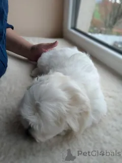 Дополнительные фото: Щенок мальтийской болонки, мальчик