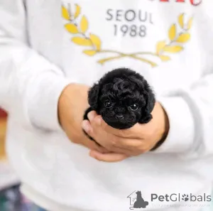 Фото №1. пудель (той) - купить в Чикаго за 49283₽. Объявление №137542