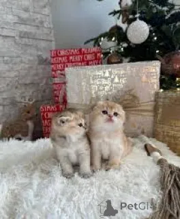 Фото №2 к объявлению №162401 о продаже манчкин - купить в Бельгии частное объявление, заводчик