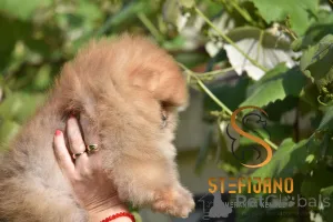 Дополнительные фото: Померанские миниатюрные щенки Spitz