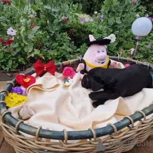 Фото №1. лабрадудль - купить в Познани за договорная. Объявление №146014