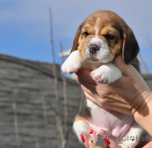 Фото №2 к объявлению №161257 о продаже  - купить в Германии 